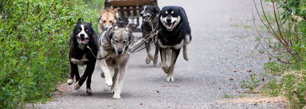 Yukon dog mushing tour
